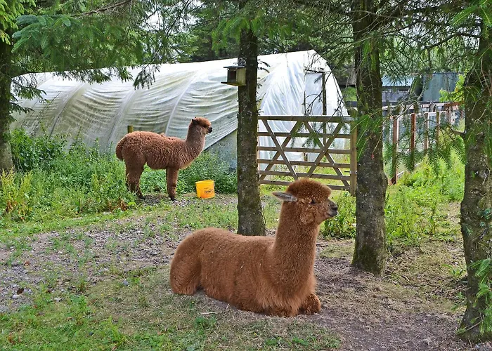 The Alpaca Lodge