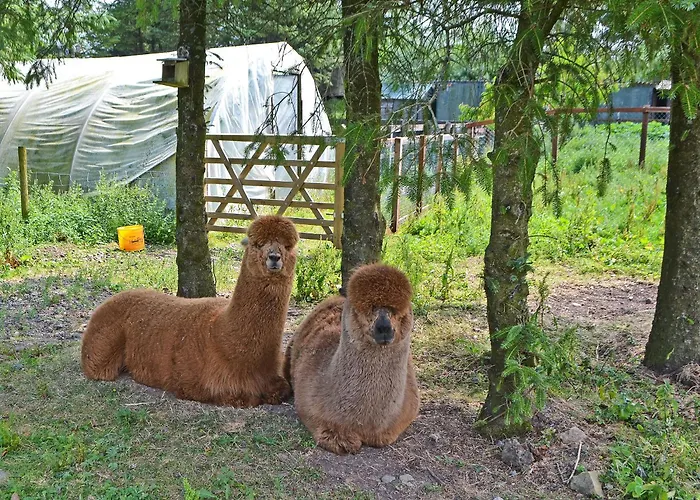 The Alpaca Lodge