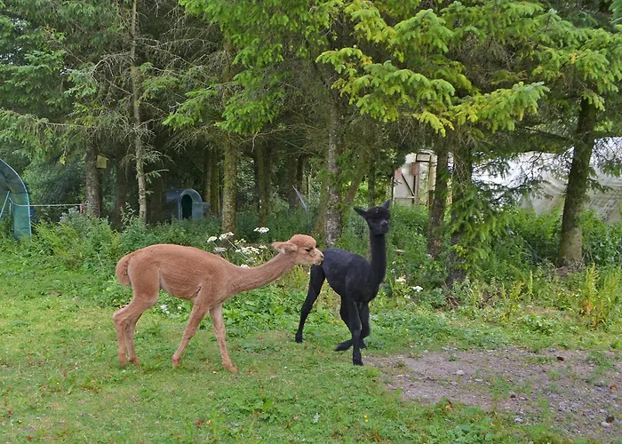 The Alpaca Lodge