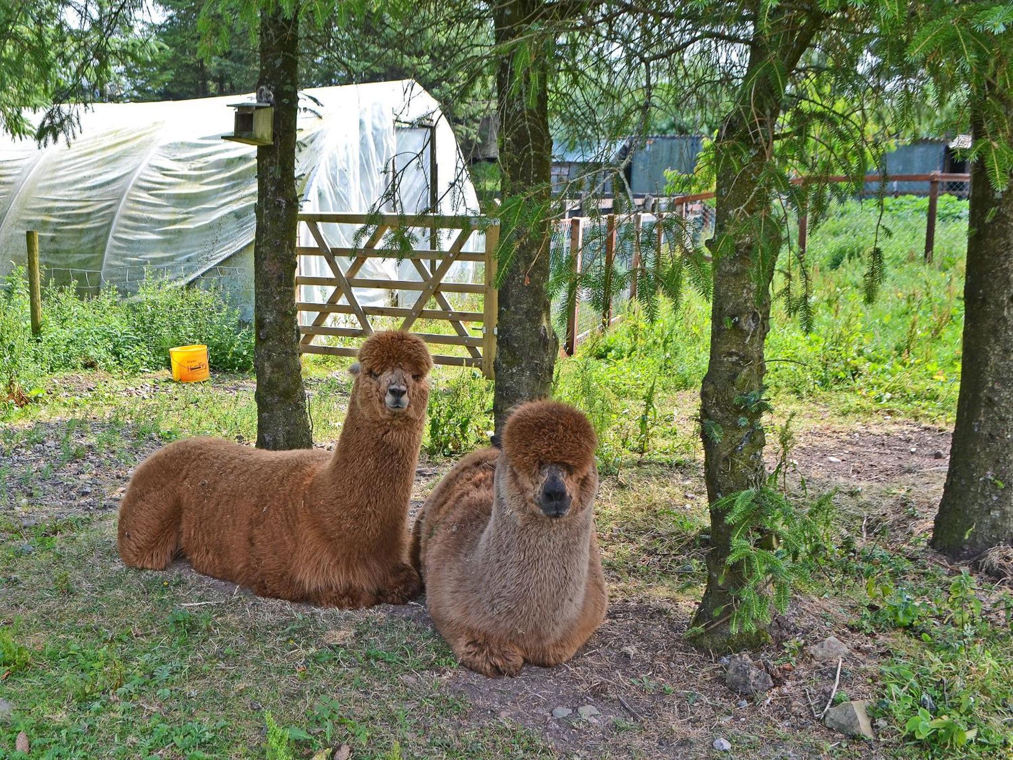 The Alpaca Holiday home Arlecdon