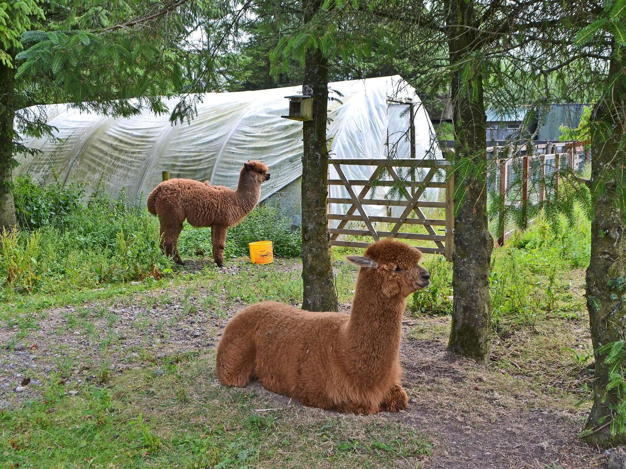 The Alpaca