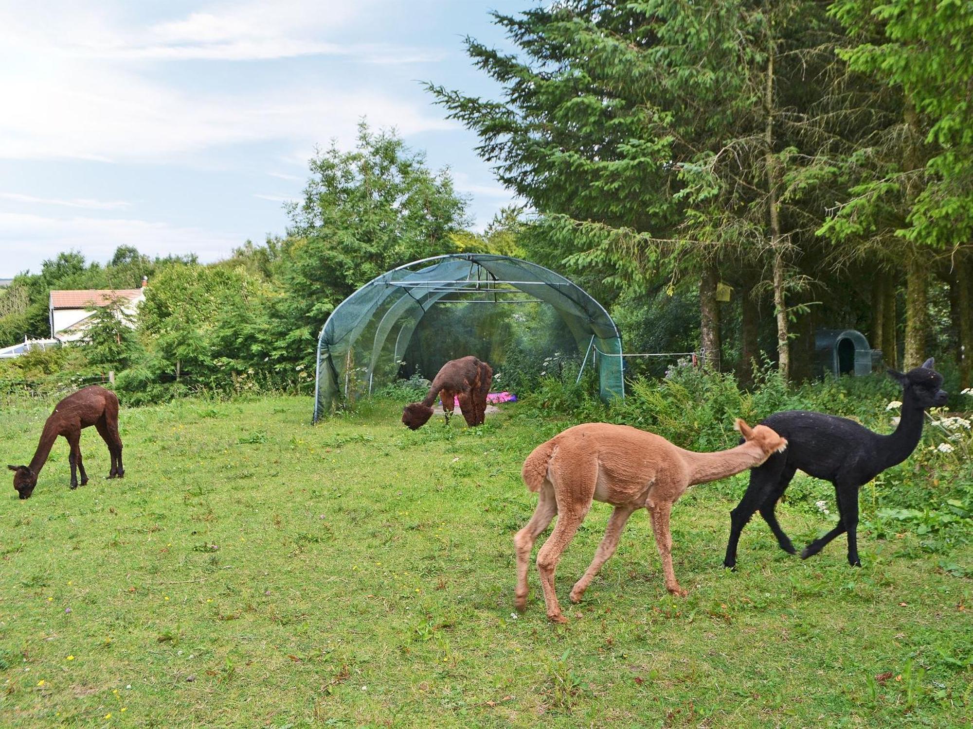 The Alpaca * Arlecdon