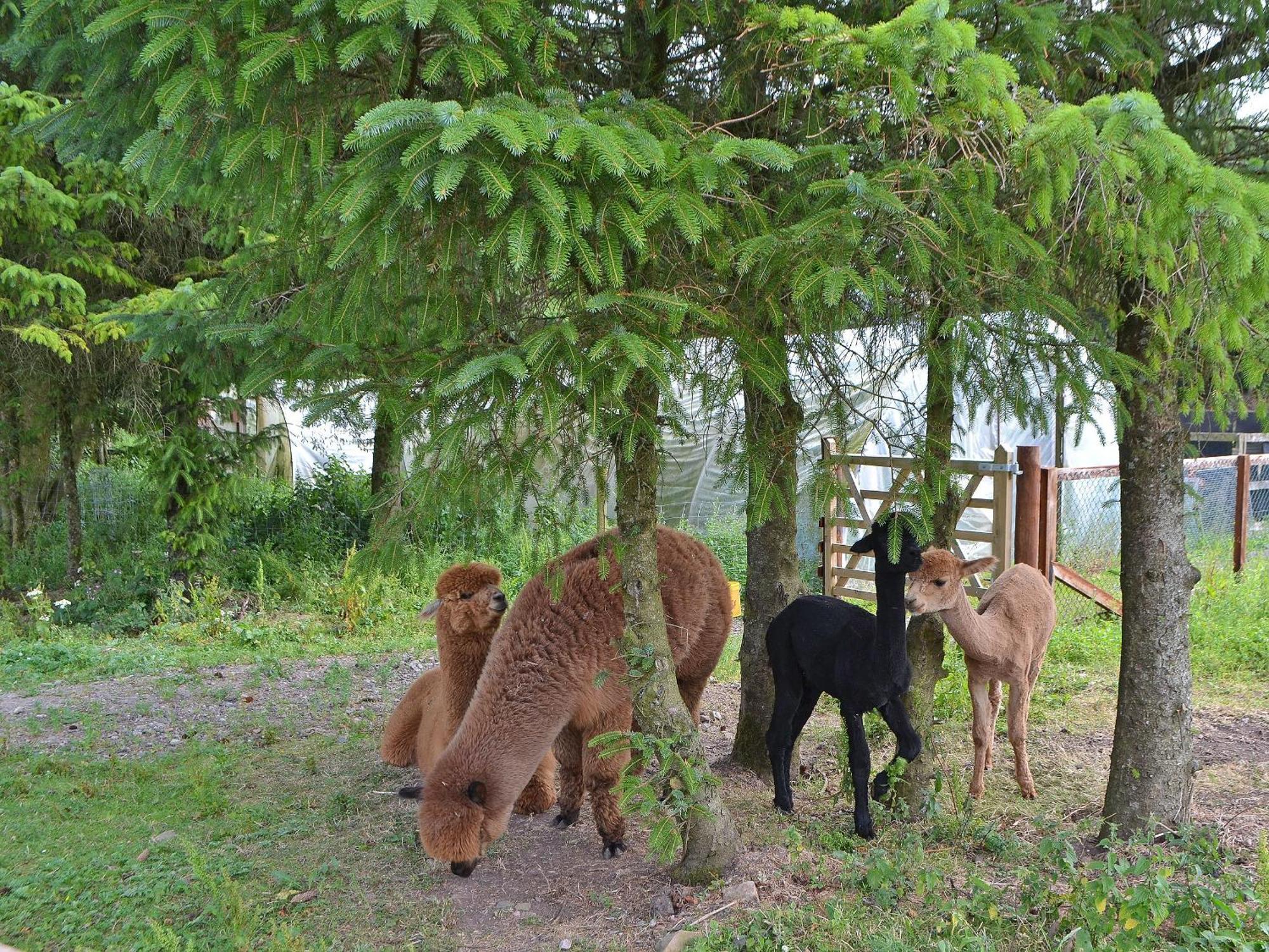 The Alpaca *